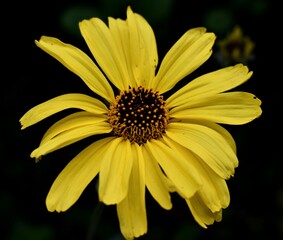 yellow daisy flower