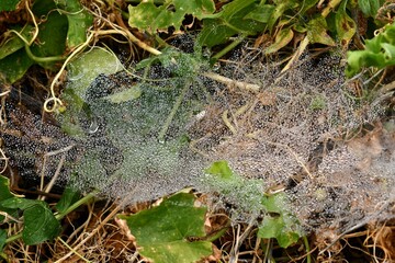 spider web with dew drops