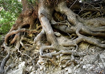 roots of a tree