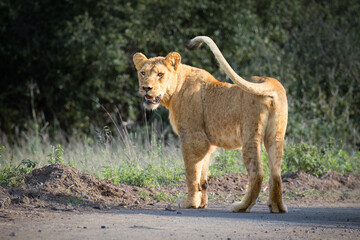 A young lioness, her youth indicated by faint spots on her coat, stands in the road, looks back intently and swings her tail in a game reserve in South Africa.