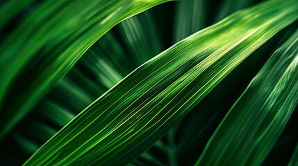 Closeup leaf texture. Green tropical plant close-up. 