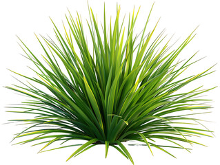 Agave Stricta Bush Isolated on Transparent Background