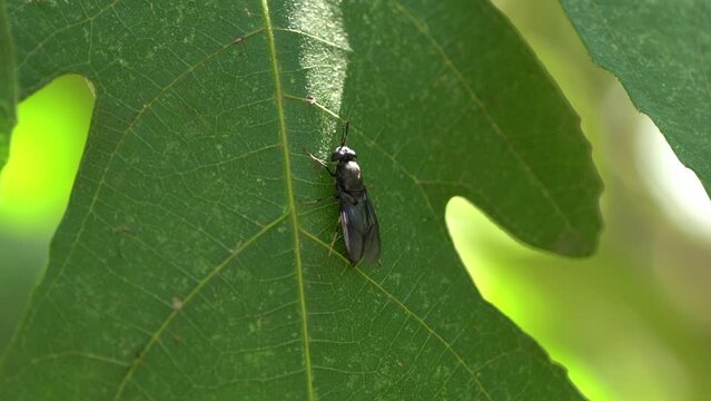 A black soldier fly on a leaf