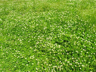 初夏の白詰め草生える野原風景