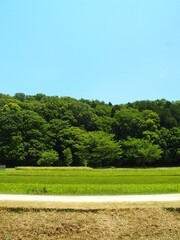 初夏の森と田んぼと農道のある里山風景