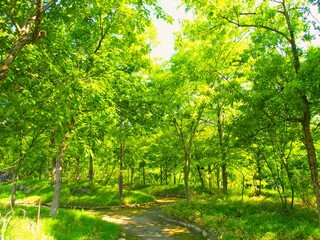 遊歩道のある初夏の新緑の林風景