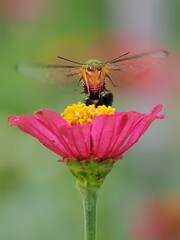 humming moth sucking pollen at garden