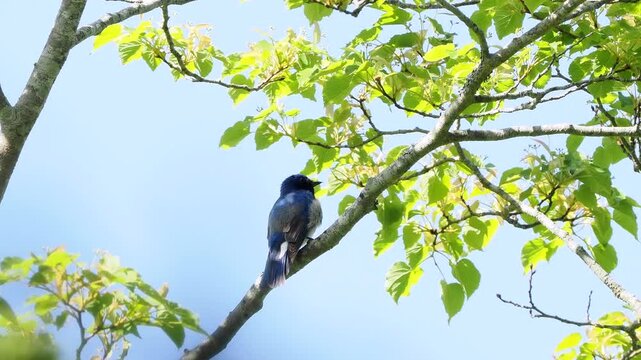 森の中で枝に留まってさえずっているオオルリの雄