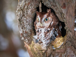 Western Screech Owl looking out of a tree hole