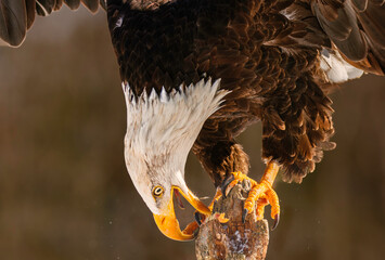 a bald eagle on a tree trunk  sharpens its beak against the trunk