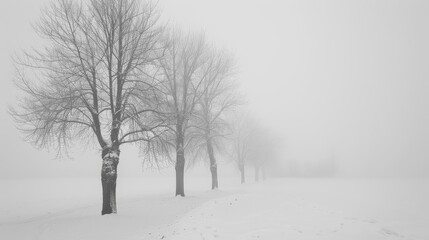 Snow covered field with leafless trees under foggy sky