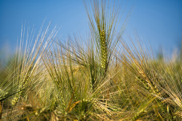 Close-up of green barley plants under a clear blue sky in a sunny field