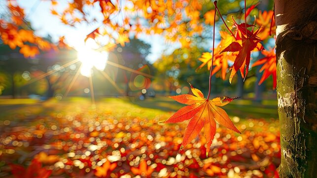 Autumn colorful bright leaves swinging in a tree in autumnal park