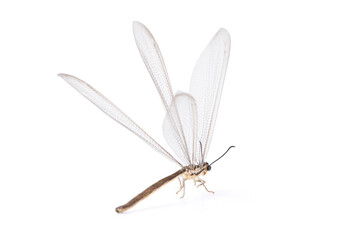 adult ant lion - myrmeleon immaculatus isolated on white background