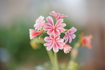 Fototapeta premium 鉢植えのレウイシアのアップ(2)