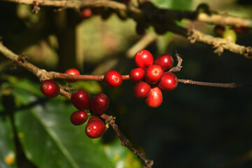 Coffee beans ripening on a tree             