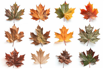 Fototapeta premium Autumn yellow and faded maple leaves collection isolated on white background