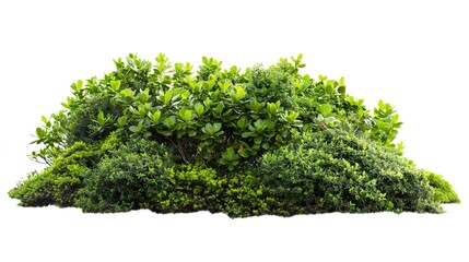 A Verdant Bushes on a White Background.