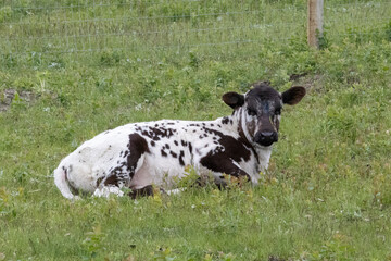 Rural scene of a black and white spotted Speckle Park baby calf curled up lying down in the lush green grass of the pasture on a cattle ranch.