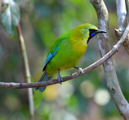 It is a species of the genus Green Bird. The special characteristic is that there are blue stripes on the outer edge of the wings