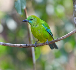 It is a species of the genus Green Bird. The special characteristic is that there are blue stripes on the outer edge of the wings
