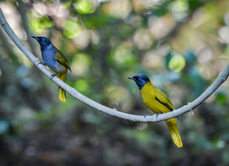 The head and neck are glossy black, without a crest. The eyes are blue. The upper body and chest are greenish-yellow. The lower body and rump are bright yellow. Some birds have gray breasts and belli
