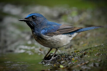 Male is dazzling sapphire-blue with a dirty-white belly; lack of other markings or warm coloration distinguishes it from other flycatchers. Female is brown with a pale orange throat and chest