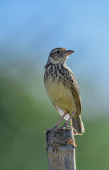 Horsfield's Bushlark,Light brown bird, small, strong, with a rather heavy bill. Different from other shrubs Where the chest is, there are minimal lines on the sides of the breast