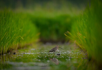 Birds in the rice fields looking for food