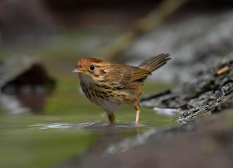 Personable medium-sized babbler, often encountered foraging in noisy, lively flocks on or around the forest floor. Clay-colored with brown-streaked pale underparts