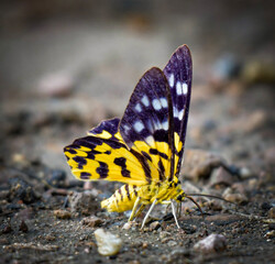 Military Dysphania Moth, It is another one of the moths. that is often tricky in the morning specific food plants Leaves of the Nang Ae tree