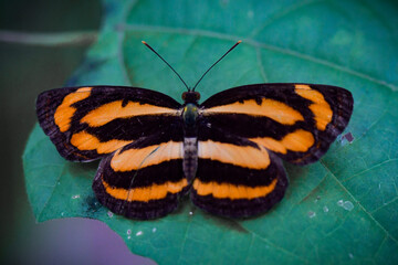 common lascar butterfly 