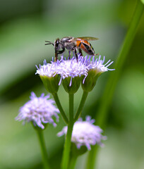 Bees seeking nectar from small flowers