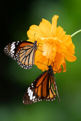 Monarch butterfly  eating 
nectar from flowers