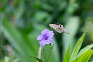 Convolvulus hawk-moth