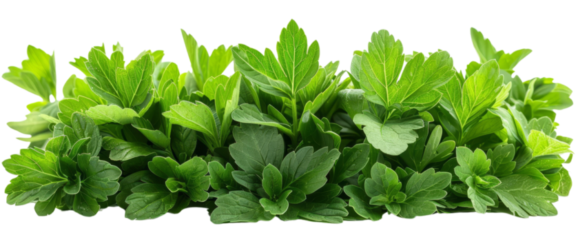 Close up bunch of parsley