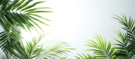 Spiky palm leaves against a white sky backdrop for wallpaper or empty space.