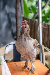 Big chicken stand nicely