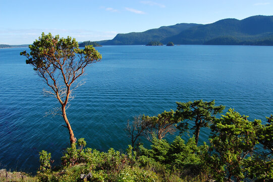 Island Madrone