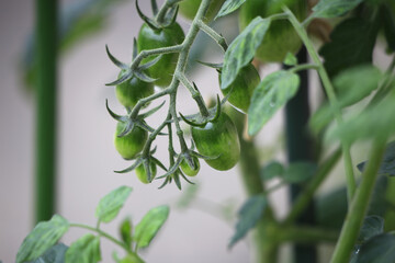 鈴なりに増えてきたサリーナエメラルド