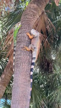 Iguana on palm tree in South Florida Miami Beach USA