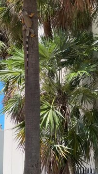 Iguana on palm tree in South Florida Miami Beach USA