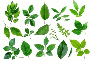 fresh green leaves collection natural botanical elements foliage cutout concept illustration