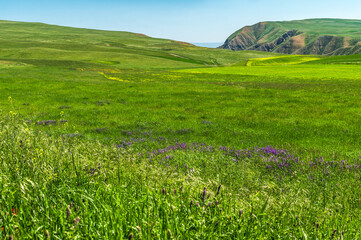 Blooming summer meadows on green hills. Summer natural background.