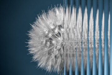 Composition with a large fluffy dandelion and ribbed glass on a blue background with copy space.