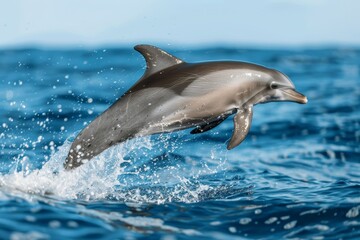 Naklejka premium A playful dolphin leaps out of the ocean, its sleek body glistening in the sunlight, against a backdrop of sparkling blue waves and a cloudless sky