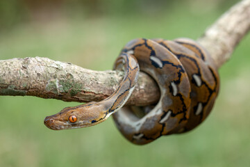 Phyton, The Big Sanca From Borneo 