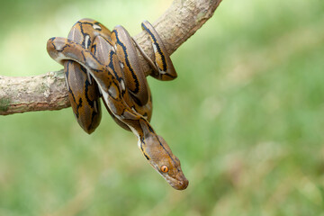 Phyton, The Big Sanca From Borneo 