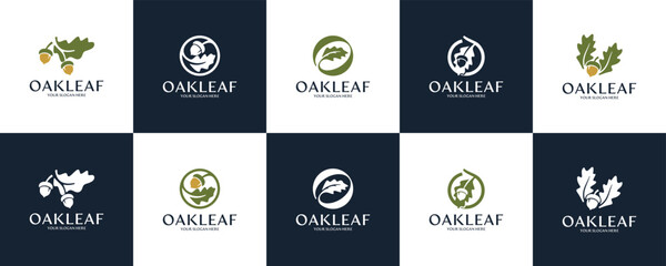 collection of green oak leaves and acorns, ecological symbol, growth, logo graphic design. © dhulpikir
