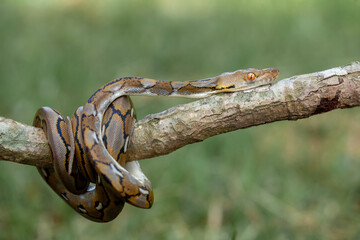 Phyton, The Big Sanca From Borneo 